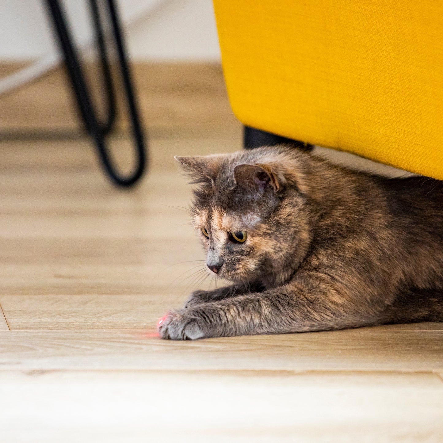 NorthPoint Pet Bundle