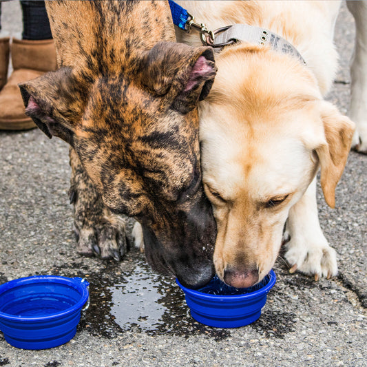Collapsible Pet Bowl
