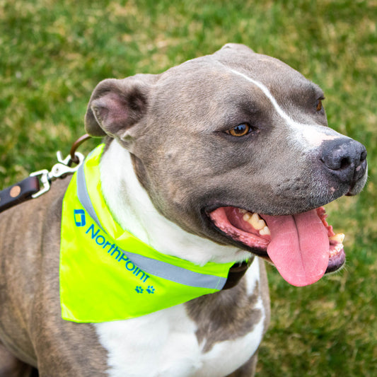 Reflective Pet Bandana